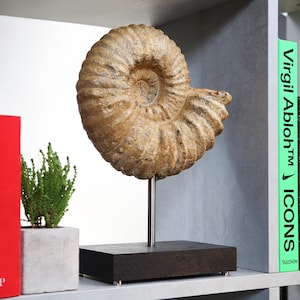 Giant Large Mantelliceras Ammonite Oak stand Real Authentic Dinosaur Fossil Natural History Interior Design Home Decor Birthday  Gift