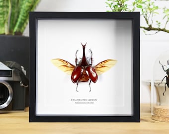 Rhinocerous Beetle (Xylotrupes Gideon) Handcrafted Entomology Frame / Taxidermy Moth / Butterfly Frame / Interior Design / Decor