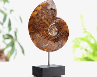 巨大アンモナイトの一種PUZZOSIA。高さ48cm、幅40cm、重量24kg。Cap