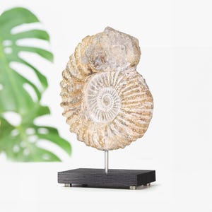 Ammonite Fossil Stand Bespoke Oak Stand Real Authentic Dinosaur Fossil Natural History Interior Design Birthday  Gift Idea