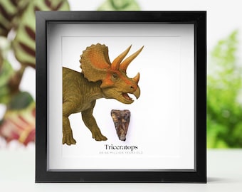 Framed Triceratops Dinosaur Tooth & Watercolour Illustration: Authentic Fossil