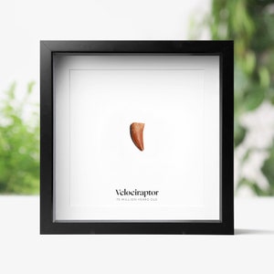 Velociraptor Raptor Mongoliensis Tooth Real Jurassic Dinosaur Fossil Box Frame Quality Wall Art Display Interior Design Home Decor