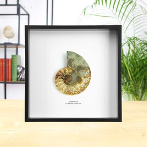 Large Madagascan Ammonite (125 million years old) Museum Quality Frame / Real & Authentic Fossil / Natural History Design / Museum Quality