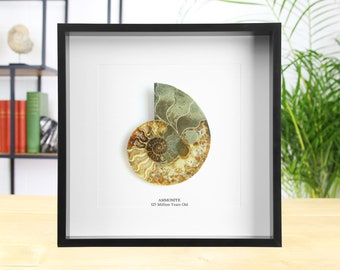 Large Madagascan Ammonite (125 million years old) Museum Quality Frame / Real & Authentic Fossil / Natural History Design / Museum Quality