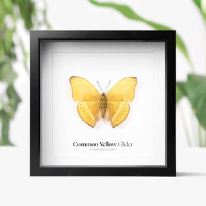 Gemeenschappelijke gele zweefvliegtuig nachtvlinder vlinder insect insect entomologie taxidermie vak frame interieur modern interieur muur opknoping display cadeau