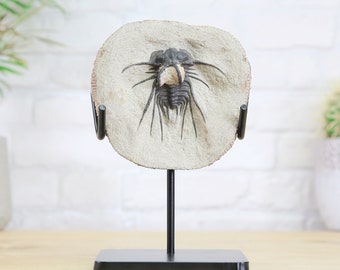 Horned Trilobite (360 million years old) Bespoke Handmade Steel Stand / Real & Authentic Fossil / Museum Quality / unique gift