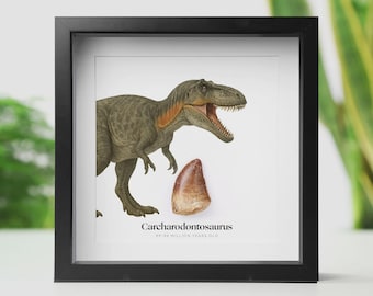 Framed Carcharodontosaurus Dinosaur Tooth: Real African Dinosaur T-Rex Fossil & Illustration - Jurassic Natural History Decor
