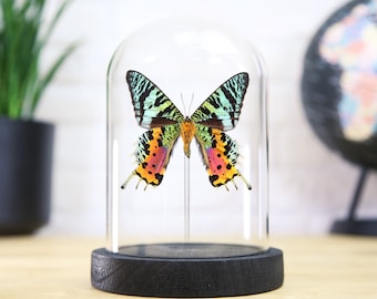 Madagascan Sunset Moth (Chrysiridia rhipheus) Ventral / Glass Bell Jar / Cloche / Display Jar / Entomology / Taxidermy / Butterfly Frame