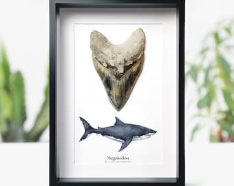 Framed 4-5 inch Megalodon Shark Tooth Fossil - Watercolor Art Home Decor