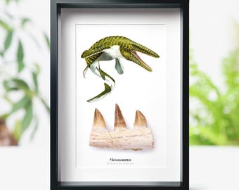 80-100 mm Mosasaurus Jaw Fossil & Watercolour Illustration: Prehistoric Dinosaur Display Frame