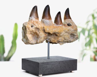 Large Mosasaur Jaw Section Stand - Authentic Fossil Dinosaur Jurassic Home Decor