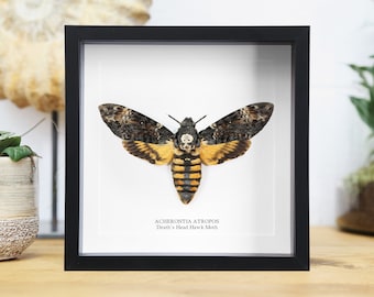 Death's Head Hawkmoth (Acherontia Atropos) Handcrafted Entomology Frame / Taxidermy Moth / Butterfly Frame / Interior Design / Home Decor