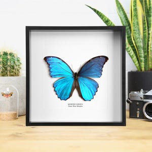 Marco para mariposa Morpho azul, exhibición de entomología y taxidermia artesanal