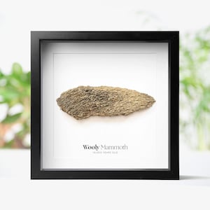 May include: A framed Wooly Mammoth fossil fragment, estimated to be 10,000 years old. The fossil is a textured, tan-coloured piece set against a white background within a black frame. The text "Wooly Mammoth" and "10,000 years old" are printed below.