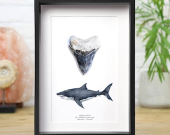 Megalodon Tooth and Watercolour Illustration (12 million years old) Museum Quality Frame / Real & Authentic Fossil / Natural History