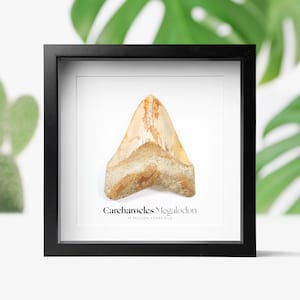 Megalodon Shark Tooth Real Authentic Prehistoric Jurassic Dinosaur Fossil Birthday Gift Idea