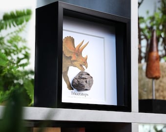 Framed Triceratops Dinosaur Bone & Watercolour Illustration: Authentic Fossil