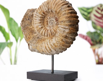 Könnte beinhalten: Ein versteinertes Ammonit, ein spiralförmiges Meerestier, auf einem dunklen Holzsockel mit einer Metallstange ausgestellt. Das Fossil hat eine hellbraune Farbe mit detaillierten Rippen und einer zentralen Spirale. Die Präsentation erfolgt vor weißem Hintergrund.