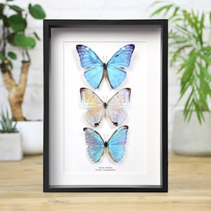 Morpho Butterfly Collection / Insect Handcrafted Entomology Frame / Butterfly Frame / Home Decor Interior Design / Ethically Sourced