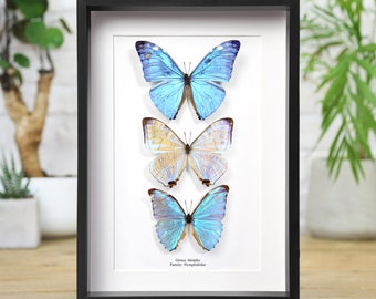 Op de afbeelding: Een zwart omkaderde display met drie vlinders met iriserende blauwe en bruine vleugels. De vlinders zijn verticaal geplaatst op een witte achtergrond. De tekst "Genus: Morpho, Family: Nymphalidae" is zichtbaar.