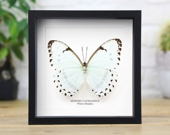 Morpho blanco (Morpho Catenarius) Marco de entomología hecho a mano / Polilla taxidermia / Marco de mariposa insecto / Diseño de interiores de decoración del hogar