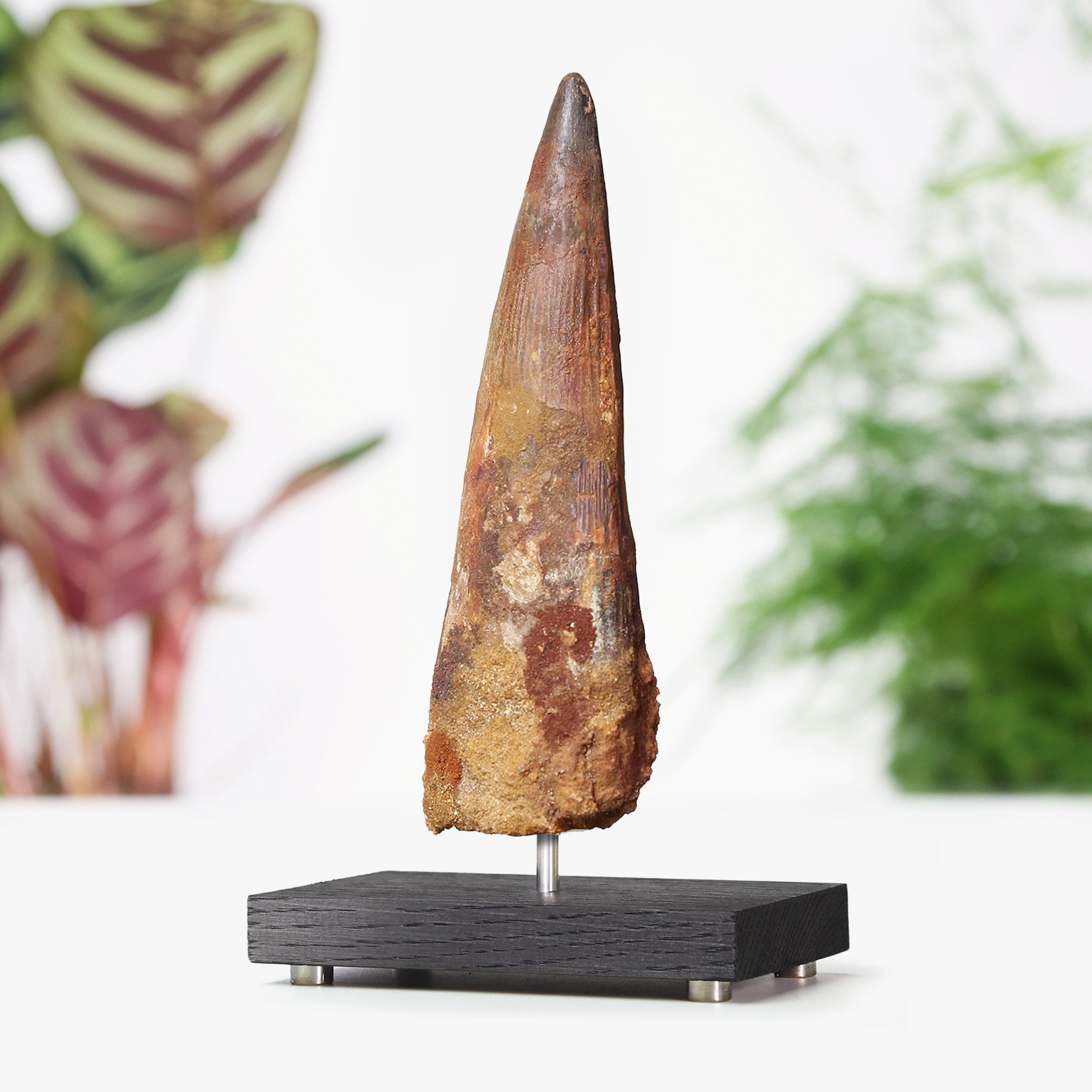 スピノサウルスの歯とオヴィラプトルの糞化石セット 昆虫用品 スピノサウルスの歯とオヴィラプトルの糞化石セット