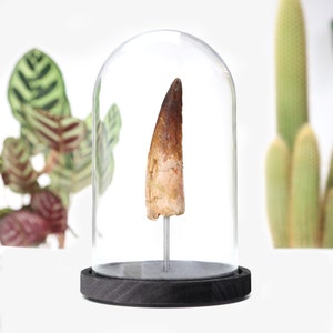 XL Spinosaurus Tooth Real Authentic Prehistoric Jurassic Dinosaur Fossil Museum Quality Bell Jar Interior Design Home Decor Gift Ornament