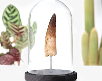 Extra Large Genuine Spinosaurus Tooth Fossil in Glass Cloche – Real Prehistoric Dinosaur Specimen – Collector Display – Unique Gift for Him