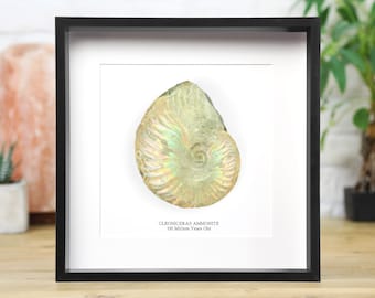 Iridescent Cleoniceras Ammonite Fossil (110 million years old) Museum Quality Frame / Real & Authentic Fossil / History / Museum Quality