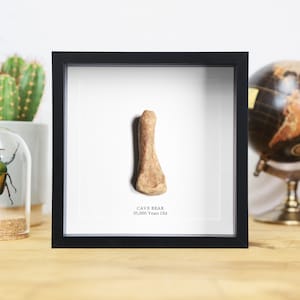 Cave Bear Bone (35,000 years old) Museum Quality Frame / Real & Authentic Fossil / Natural History Design / Museum Quality