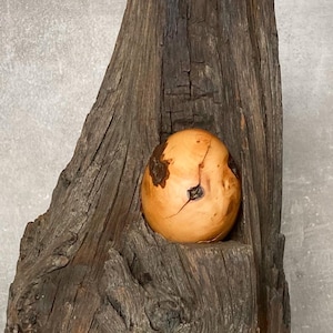 Könnte beinhalten: Eine verwitterte, dunkelbraune Holzskulptur mit rauer, strukturierter Oberfläche. Ein hellbraunes, eiförmiges Objekt ist in das Holz eingebettet. Die Skulptur hat eine natürliche, organische Ästhetik, geeignet für die Inneneinrichtung.