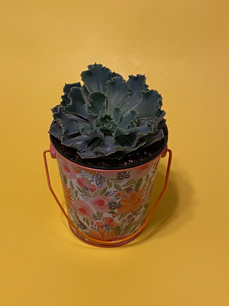 3.5/' inches Adromischus Cristatus \u201ccrinkle-leaf plant\u201d live succulent