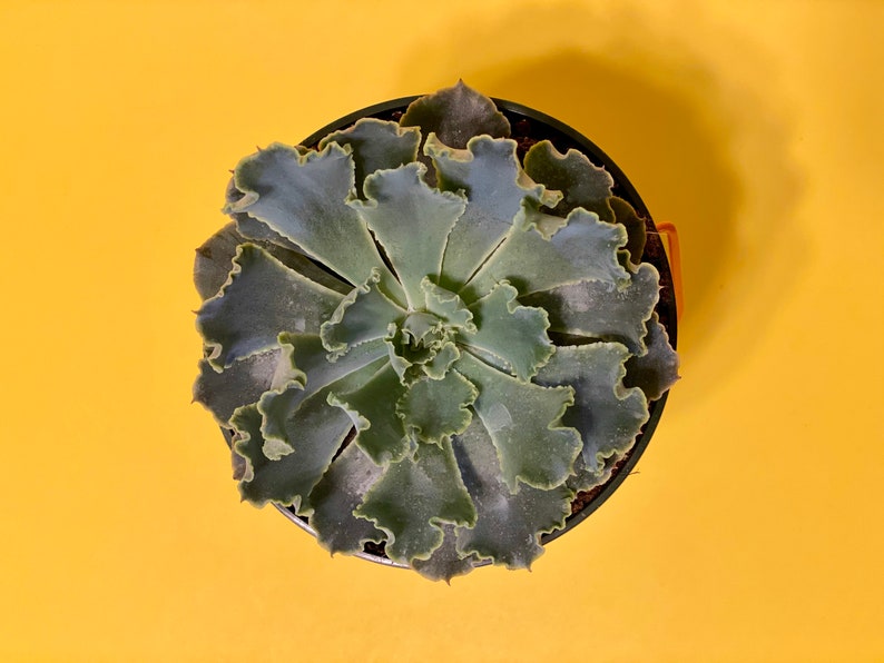 3.5/' inches Adromischus Cristatus \u201ccrinkle-leaf plant\u201d live succulent