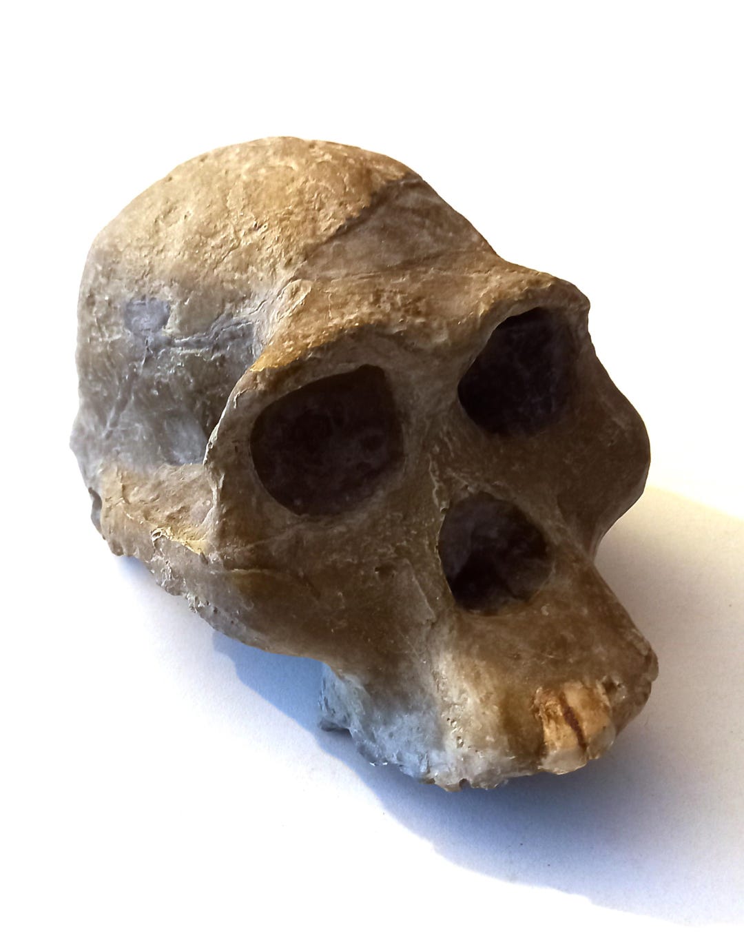 Australopithecus Skull Replica, Prehistoric Skull Resin Cast - Etsy