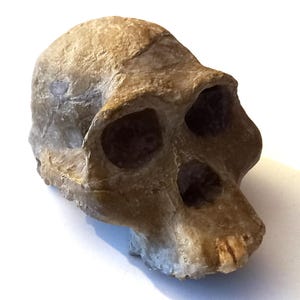 May include: A detailed, tan-colored replica of a hominid skull, showcasing prominent eye sockets and a pronounced brow ridge. The fossilized skull has a rough, textured surface, suggesting an ancient origin. The jawline and teeth are also visible.
