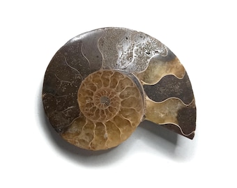 大型アンモナイト化石クリスタルディスプレイプレート＆スタンド先史