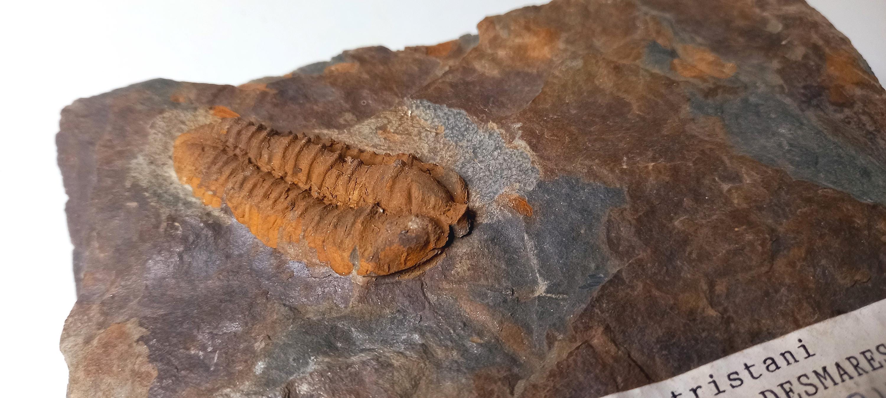 Authentic Fossil Trilobite – Neseuretus Tristani – Ordovician