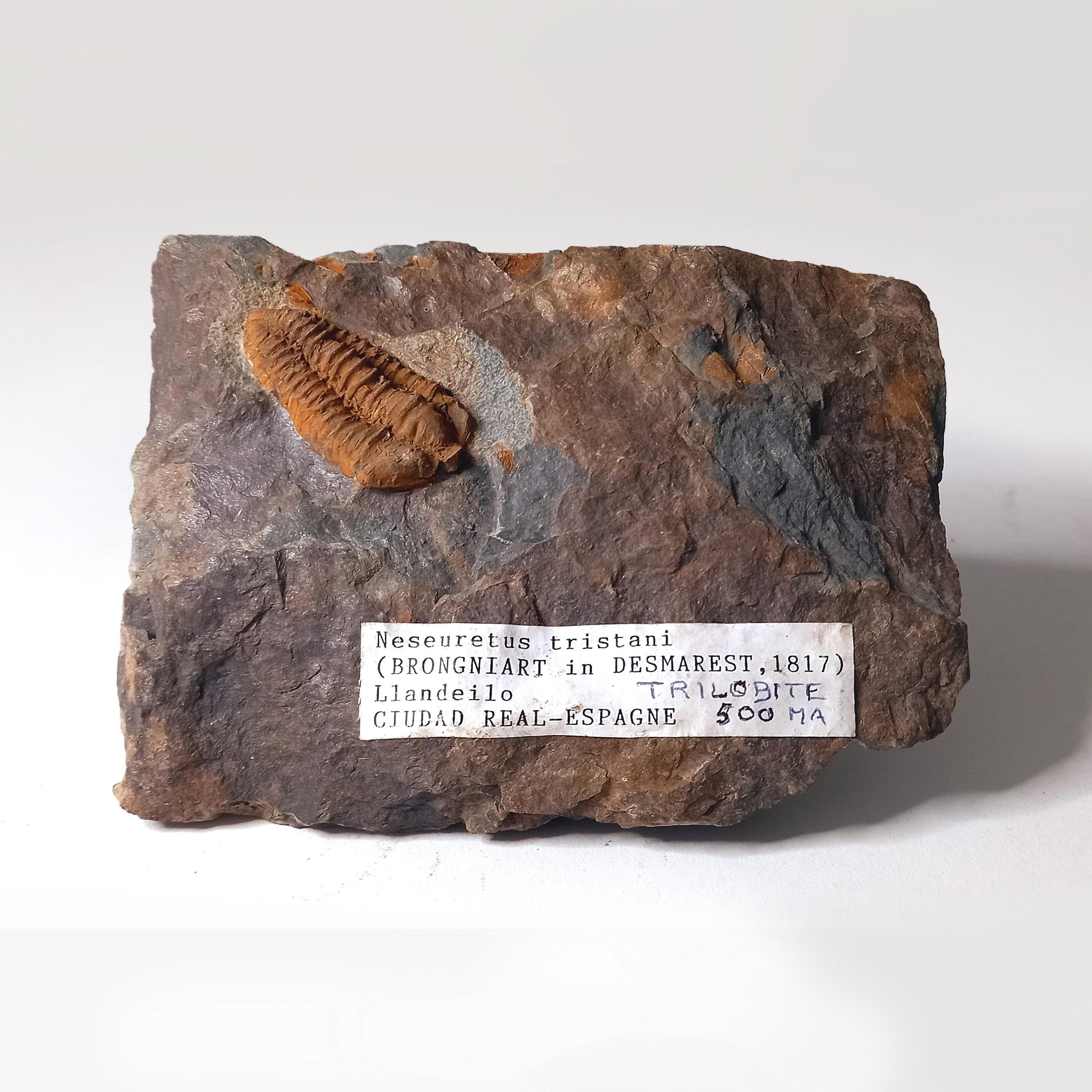 Trilobite fossil - Etsy 日本