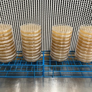 May include: Four stacks of clear plastic petri dishes with a light brown agar medium inside, sitting on a blue wire rack.