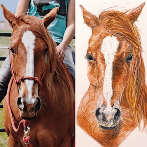 Custom Horse Portrait