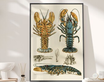 May include: A vintage illustration of two lobsters, one blue and one yellow, with detailed anatomical drawings of their claws and bodies. The illustration is framed and displayed on a white wall.