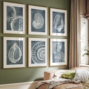 May include: Six framed prints of vintage illustrations of seashells on a sage green wall. The prints are in black and white and have a blue background. The prints are arranged in a grid pattern.