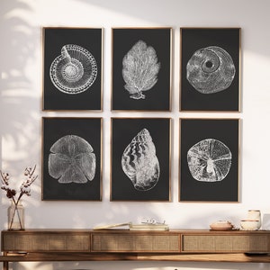 May include: Set of six black and white framed prints featuring illustrations of seashells and coral. The prints are arranged in a grid pattern on a white wall above a wooden shelf.
