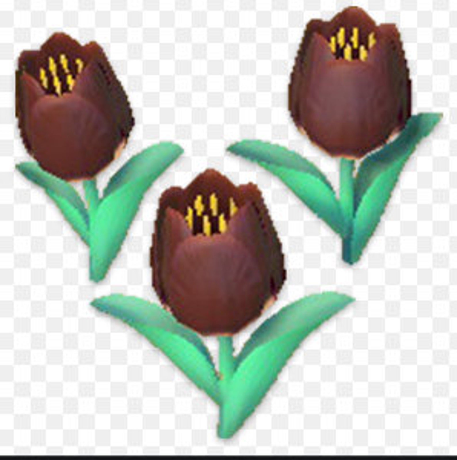 4 for 2 Rare Black tulips ANCNH Etsy