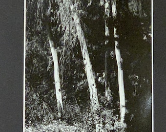 Black and white trees