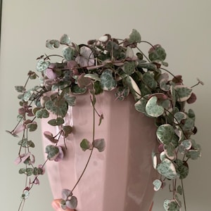 May include: A String of Hearts plant in a pink, geometric ceramic pot. The trailing vines have heart-shaped leaves in green, pink, and white. The pot is held by a hand, showing the plant's cascading growth. The pot is a lovely shade of pink.