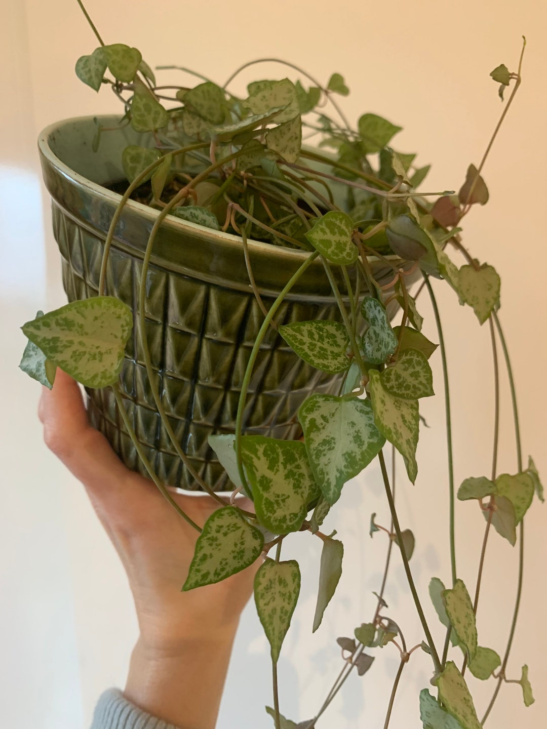 3x 20cm Cuttings String of Spades 'DURBAN' ceropegia Etsy UK