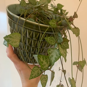 May include: A green ceramic pot with a geometric design contains a String of Hearts plant. The plant features heart-shaped leaves with a speckled pattern and trailing stems. The pot is held by a person.