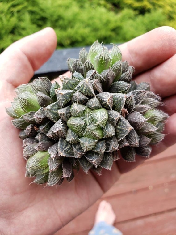 Haworthia obtusa cv mirror ball 5 headed cluster Etsy