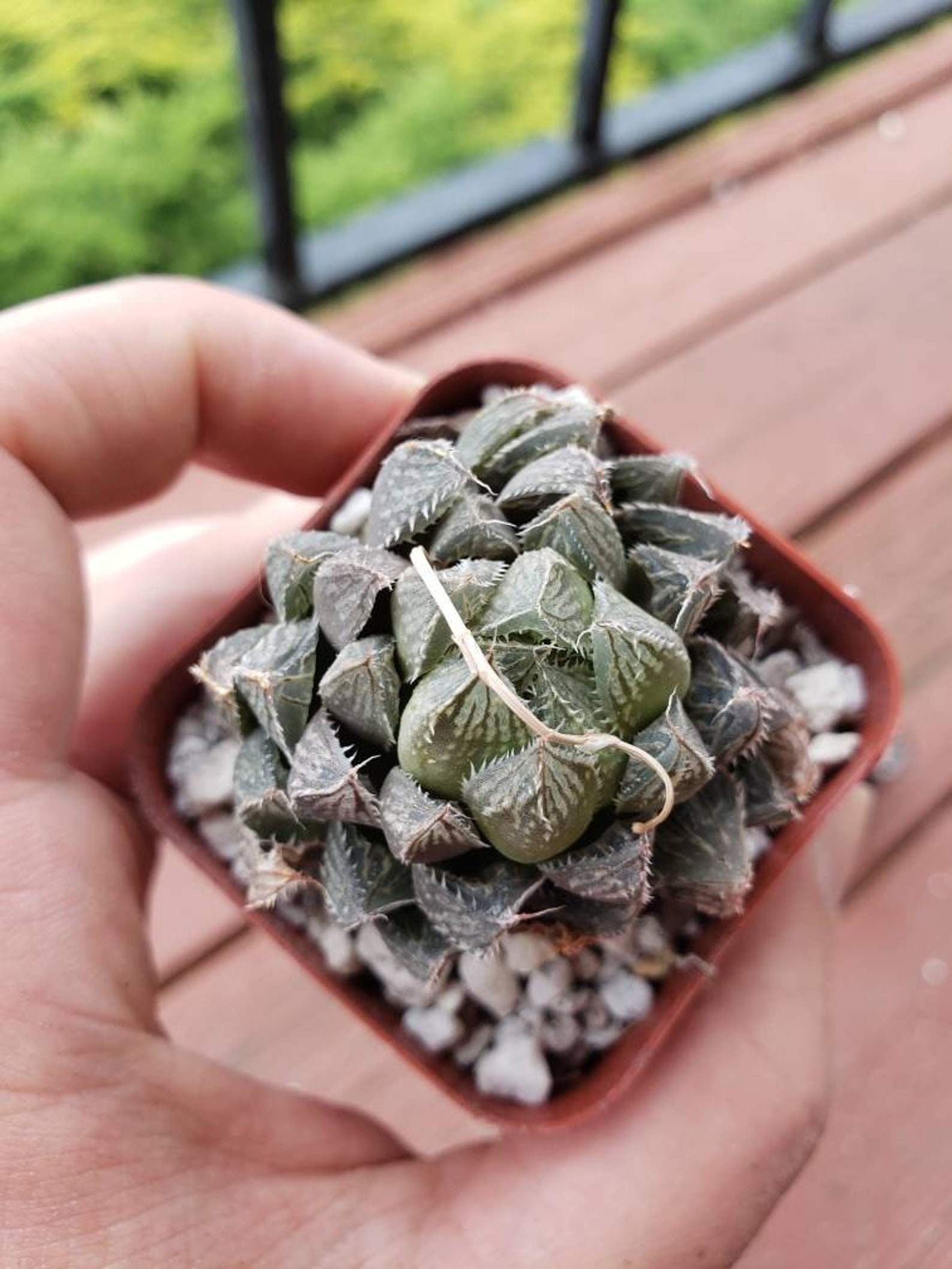 Haworthia obtusa cv mirror ball single head Etsy